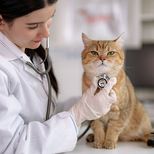 Veterinaire martinique