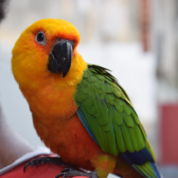 Zoo martinique