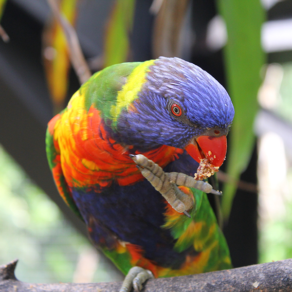 Zoo martinique