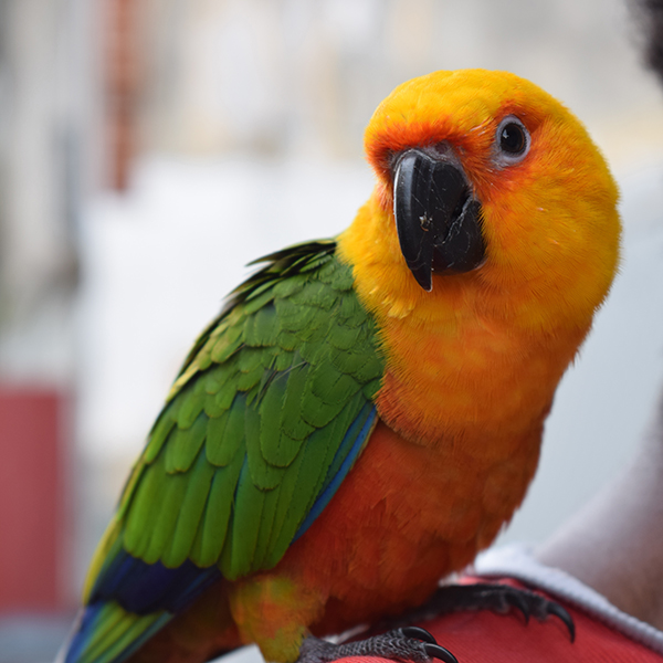 Zoo martinique