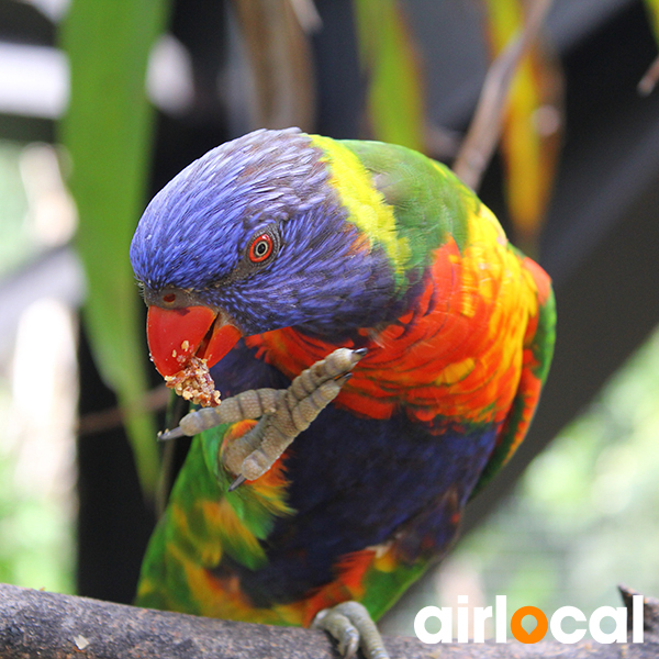 Zoo martinique