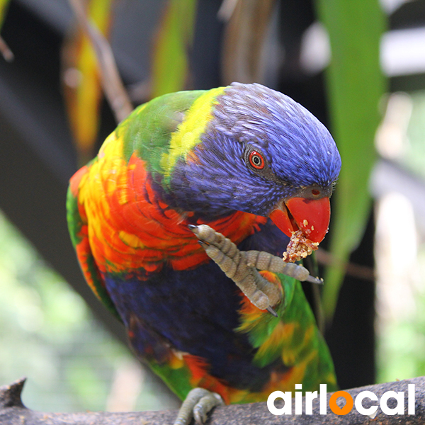 Zoo martinique