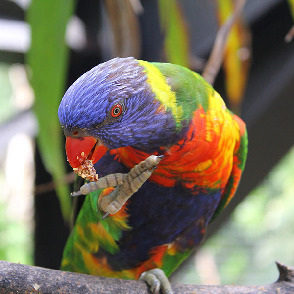 Zoo martinique