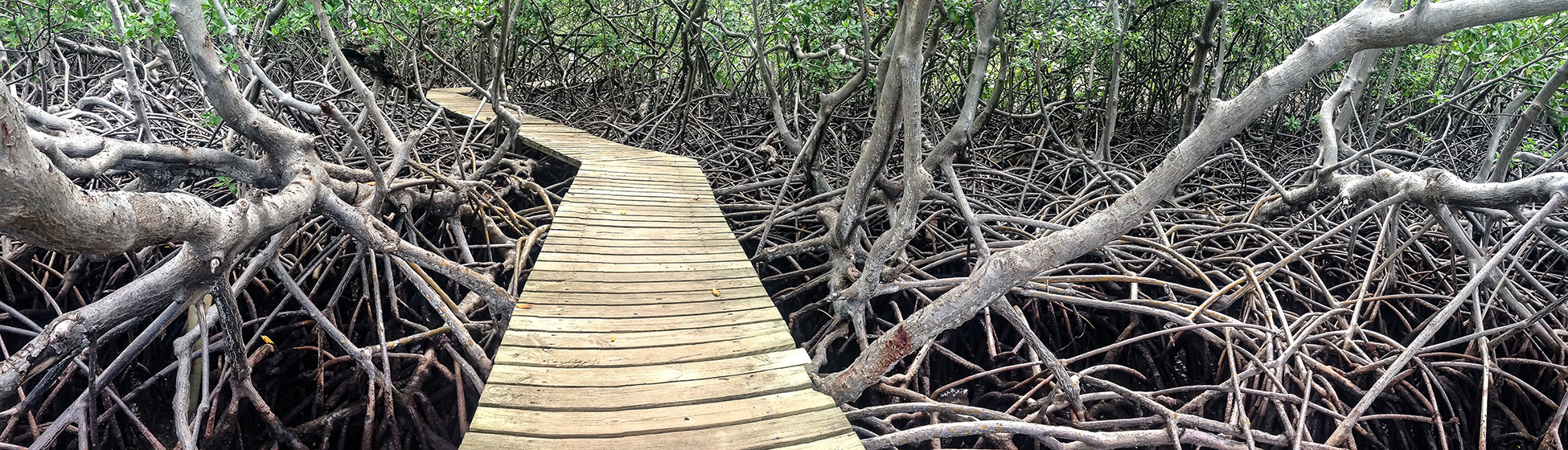 Randonnée facile martinique