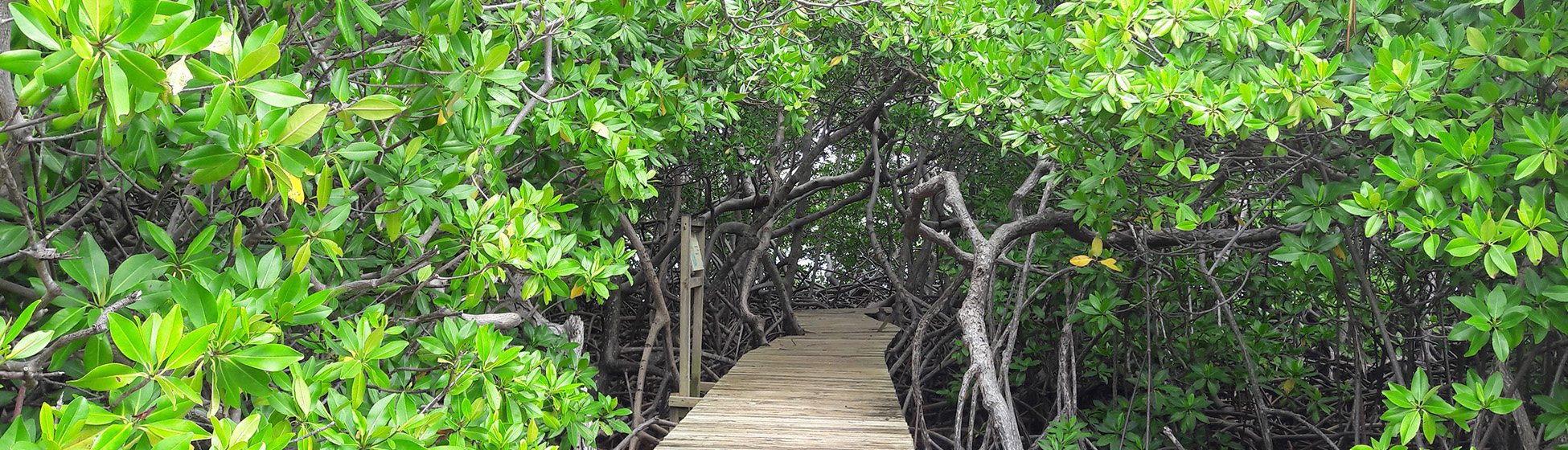 Randonnée martinique avec guide