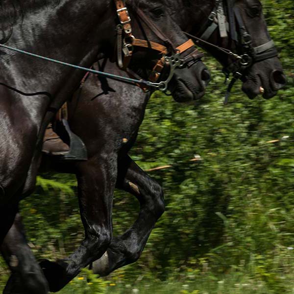 Randonnee cheval martinique