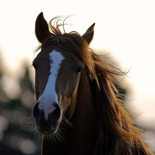 Randonnee cheval martinique