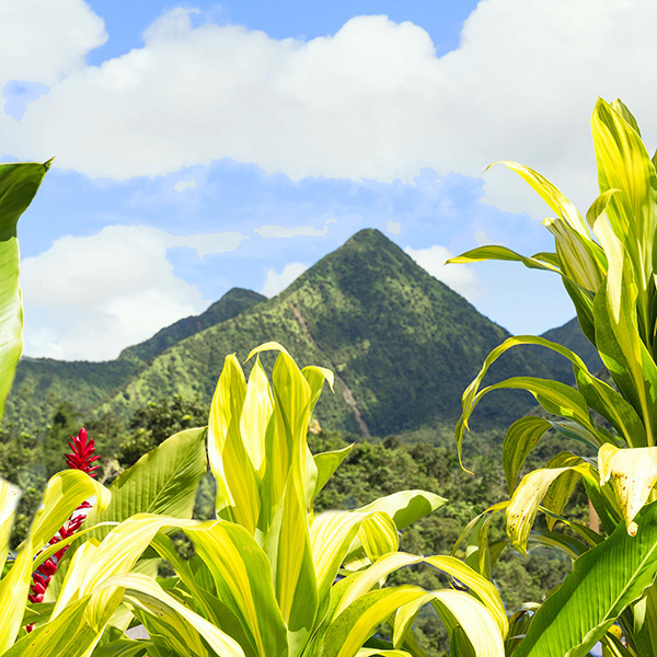 Randonnée rivière martinique