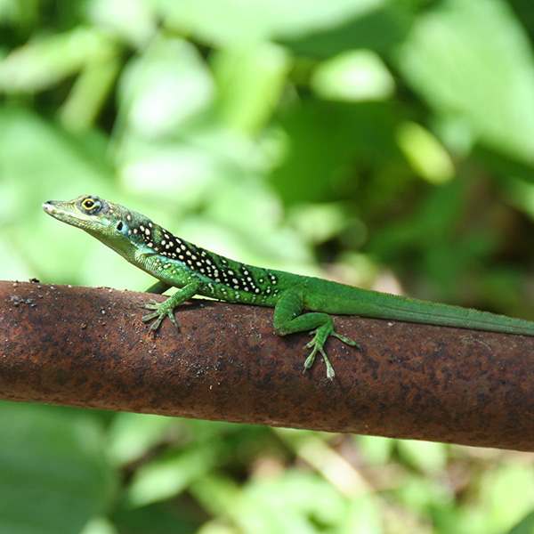 Randonnée martinique en famille