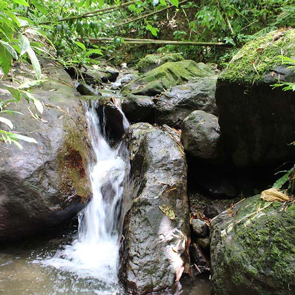 Randonnee martinique cascade